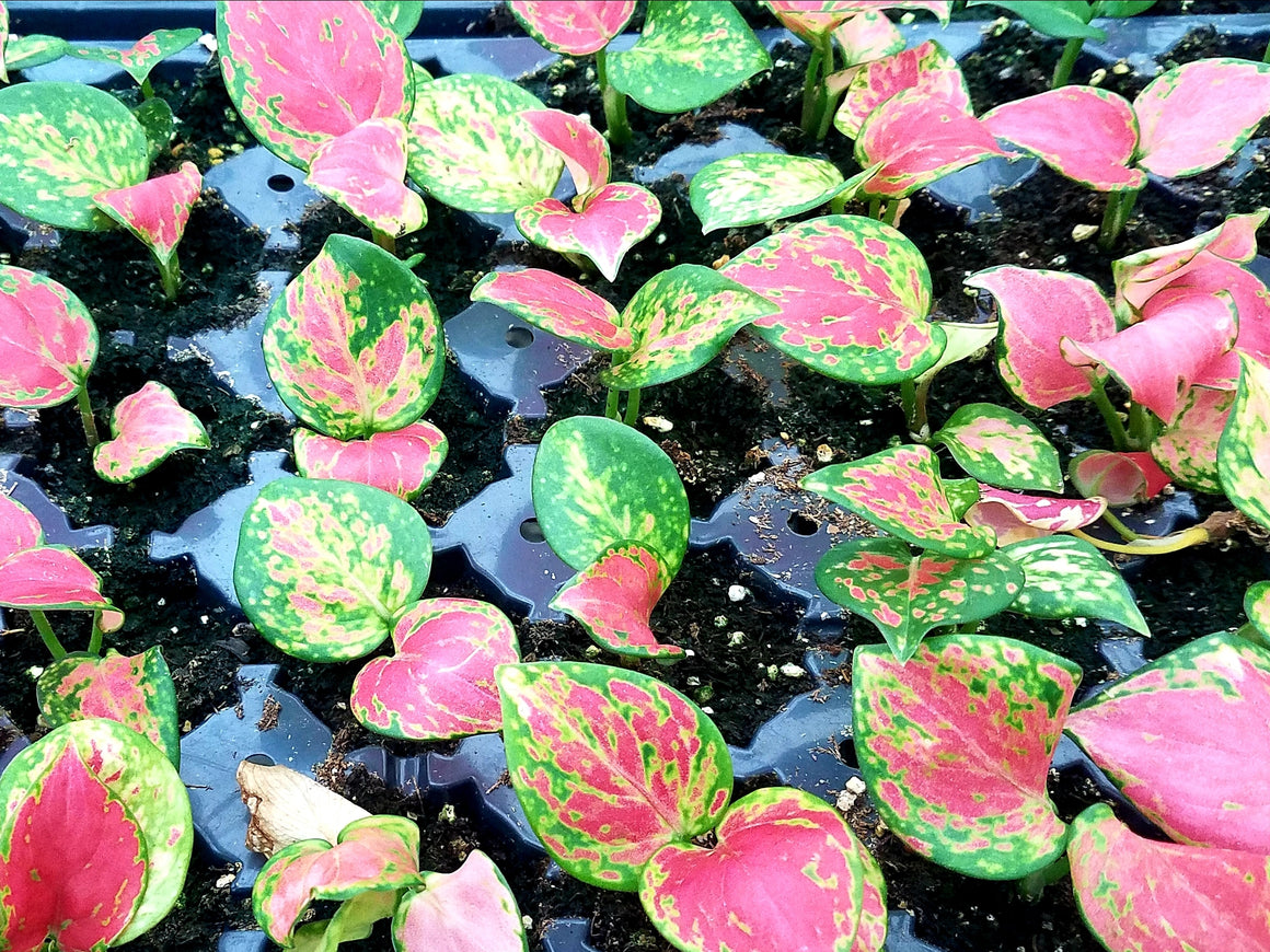 Aglaonema 'Lucky Red' 50 cell