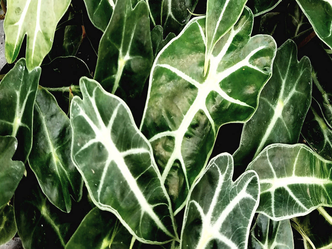 Alocasia 'Dwarf Amazonica' 72 cell