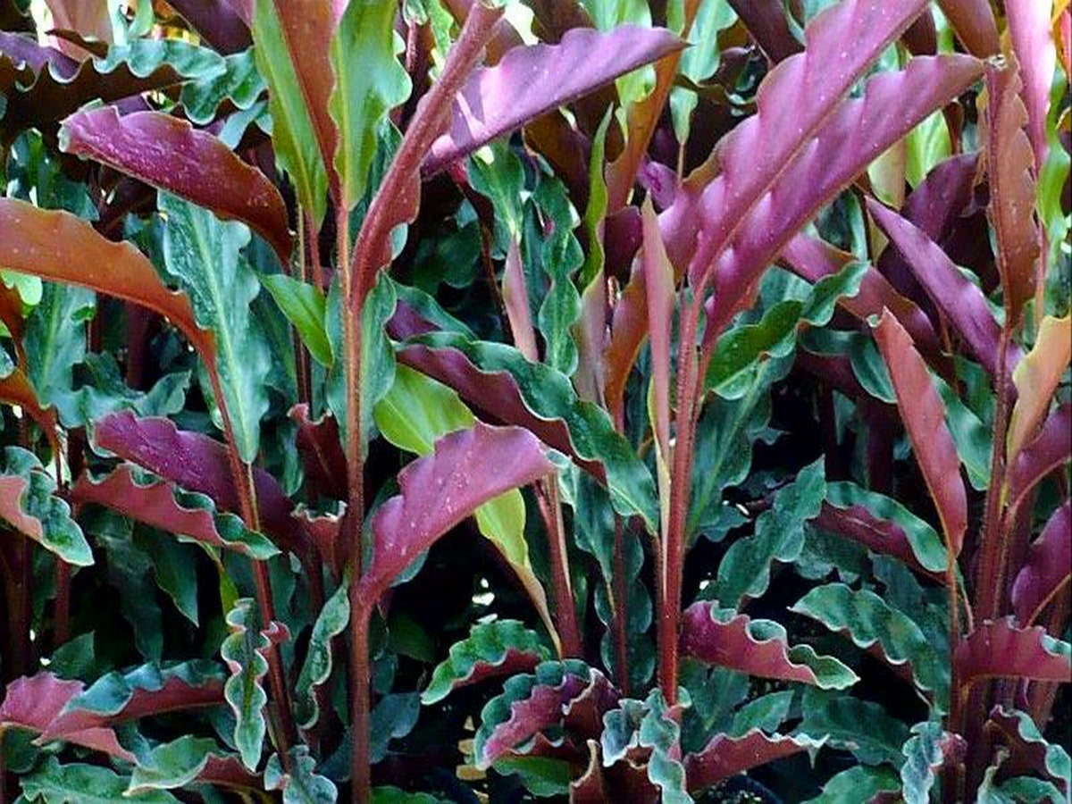 Calathea Rufibarba 72 cell