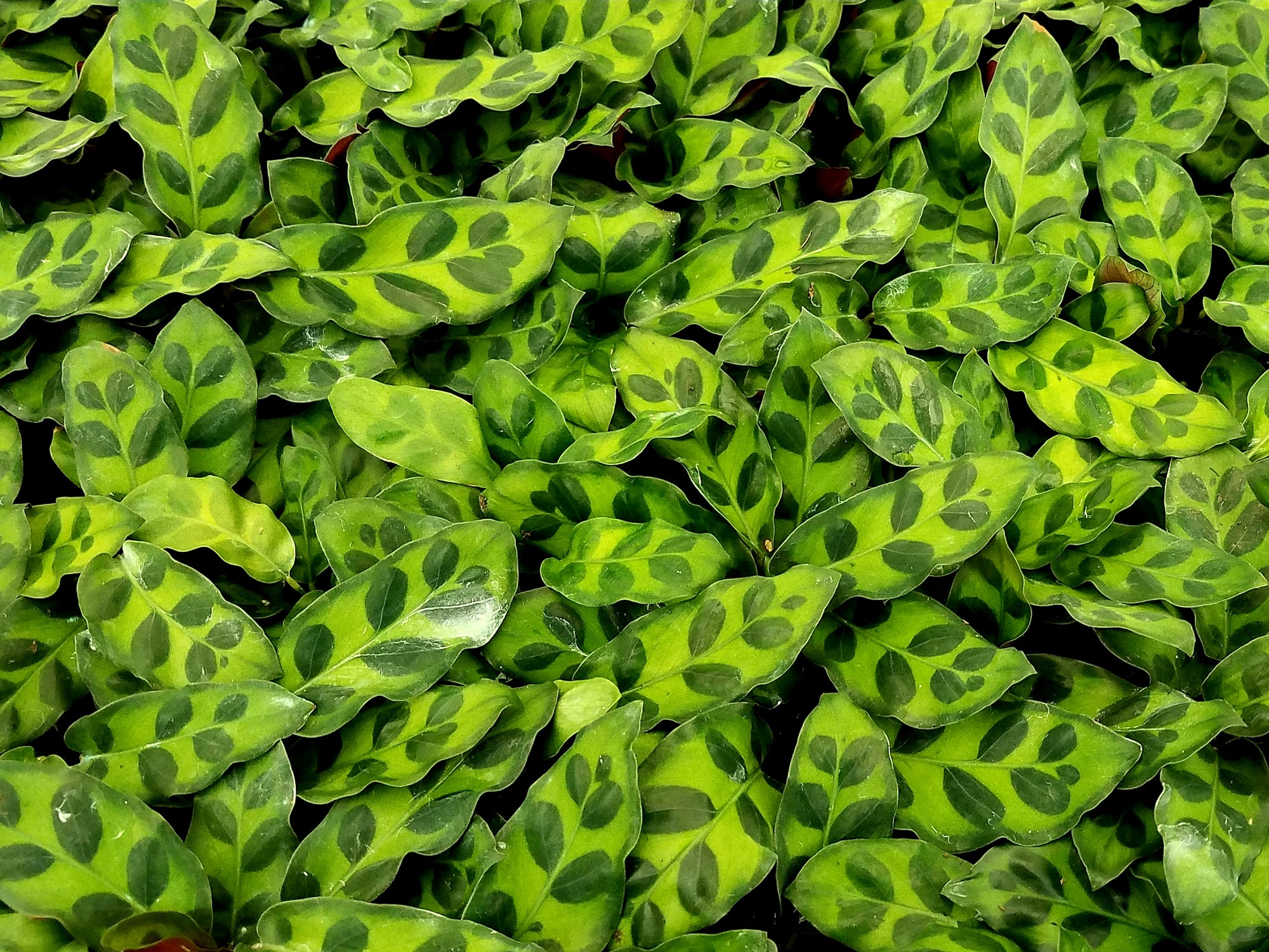 Calathea Lancifolia 72 cell