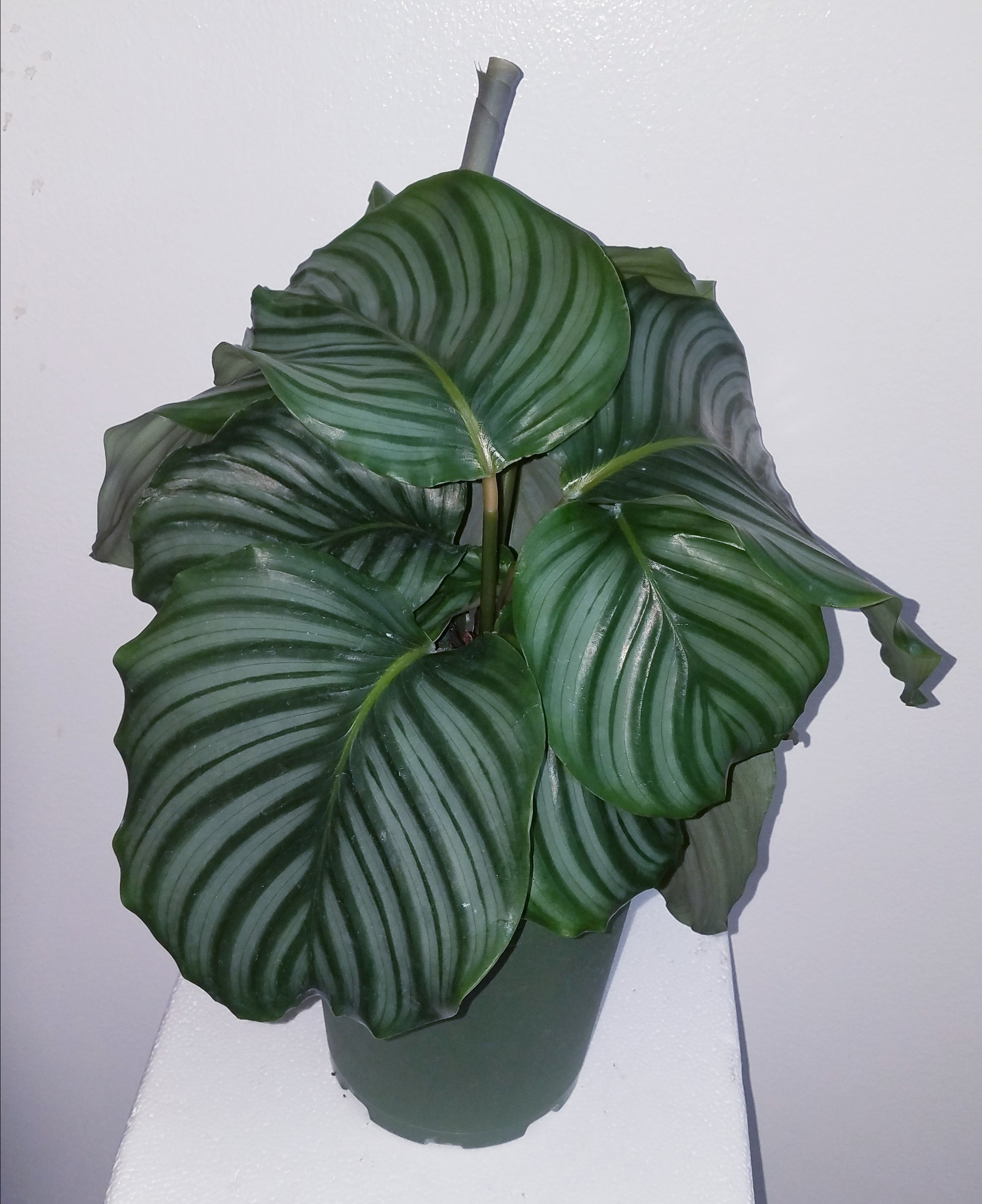 Calathea Orbifolia 72 cell