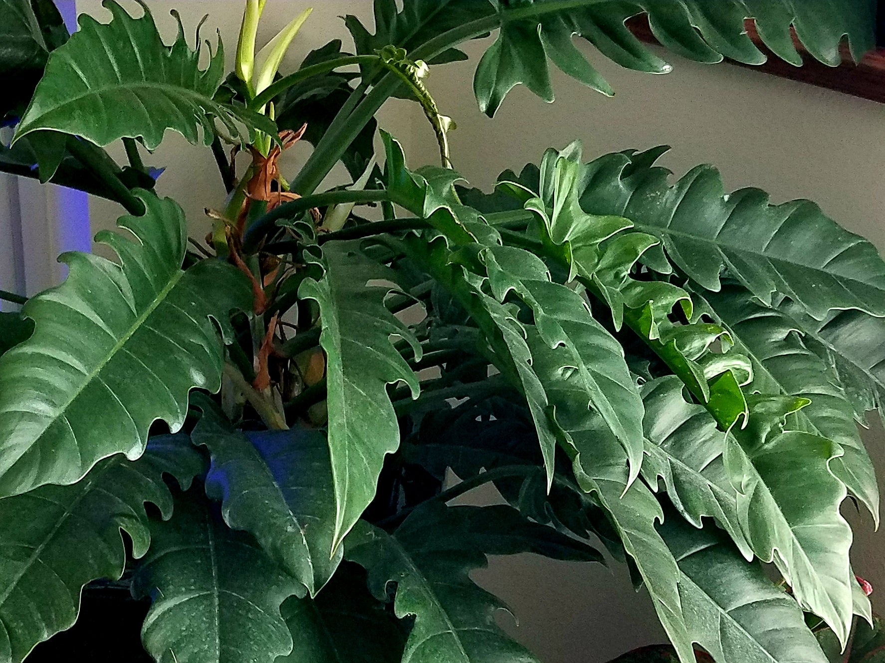 philodendron e long slender leaves Philodendron 'Narrow' 72 cell