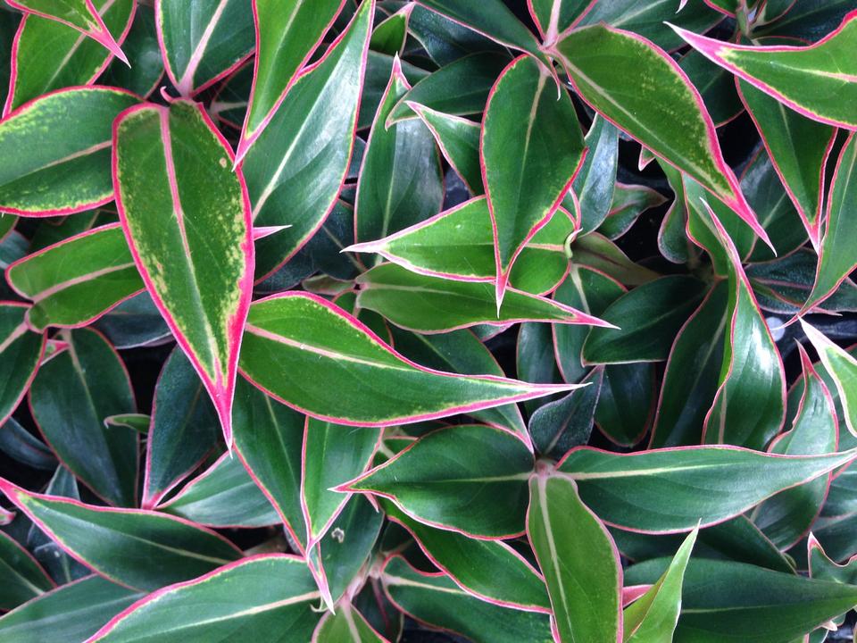chinese evergreen aglaonema 'siam aurora' Aglaonema 'Siam Aurora' 50 cell
