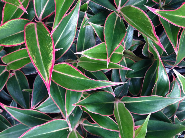 aglaonema 'favonian' Aglaonema Favonian For Sale, Wholesale Plants