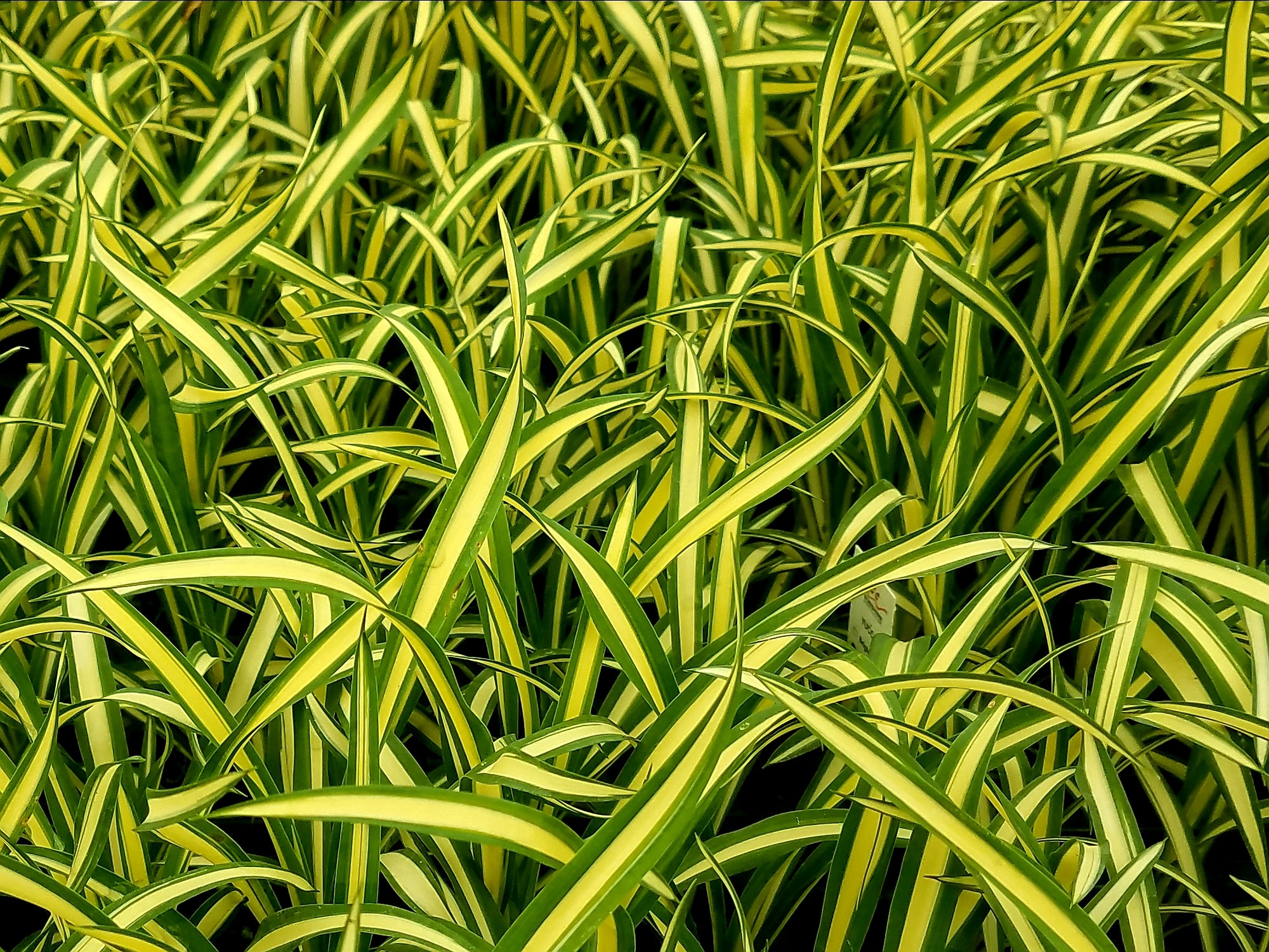 Yucca Filamentosa 'Colorguard' 72 cell